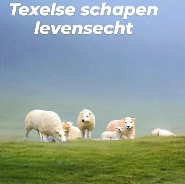 Schaap beeld, koe beeld, kalf beeld, schapen, lammetje bee, Ophalen, Nieuw, Kunststof