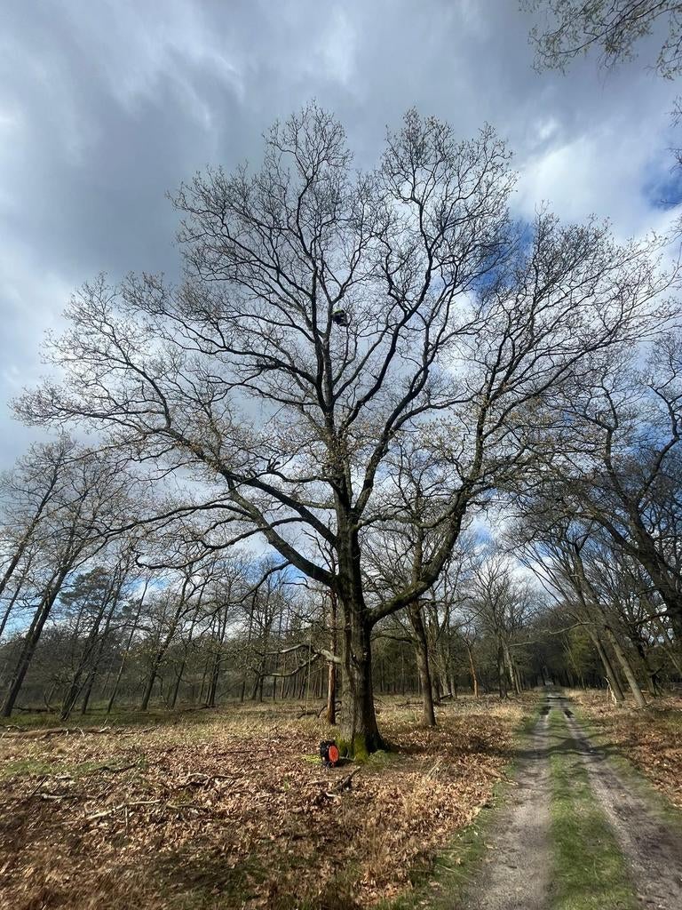 Boom kappen - bomen kappen - boom snoeien - stobbe frezen, Ophalen