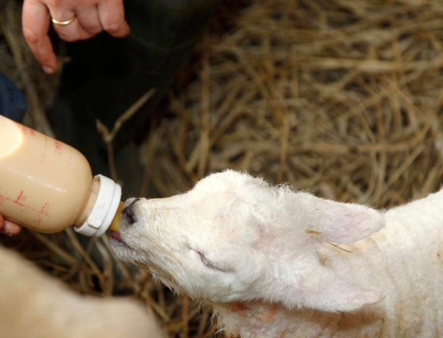Gezocht fleslam, Dieren en Toebehoren