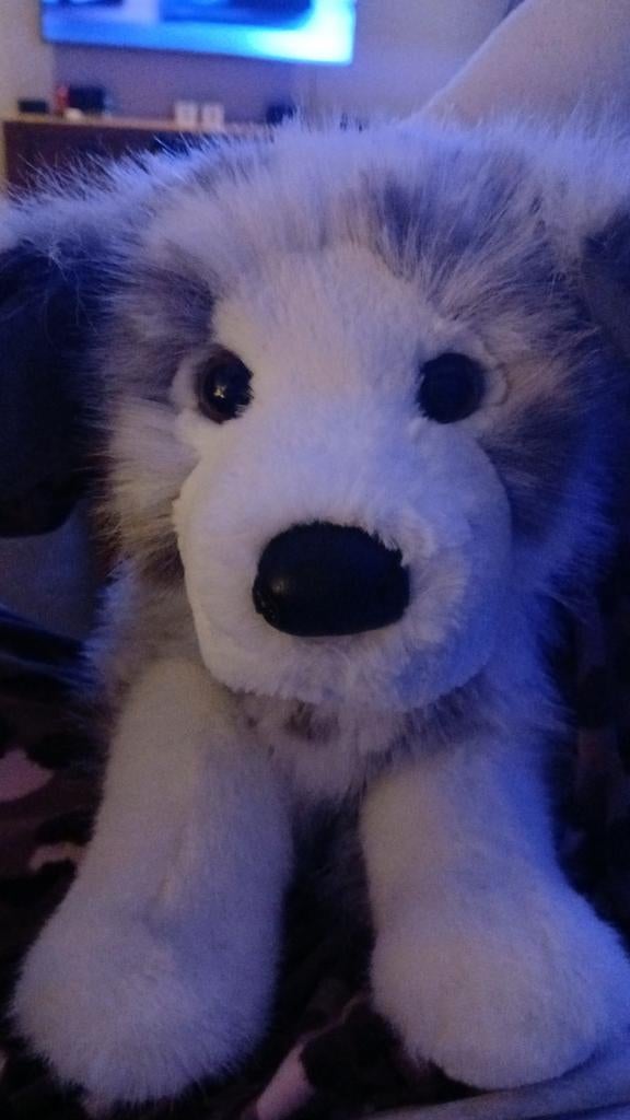 Douglas Cuddle Toys Skylar Dlux Australian Shepherd, Overige merken, Overige karakters, Middelgroot (20 tot 80 cm), Meerkleurig