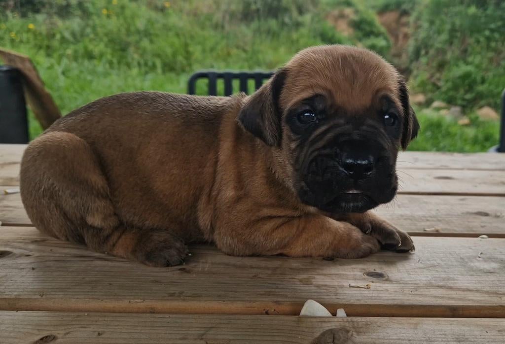 PUPS - Bordeaux Dog x Cane Corso, Overige rassen, 8 tot 15 weken, Meerdere dieren, Eén hond