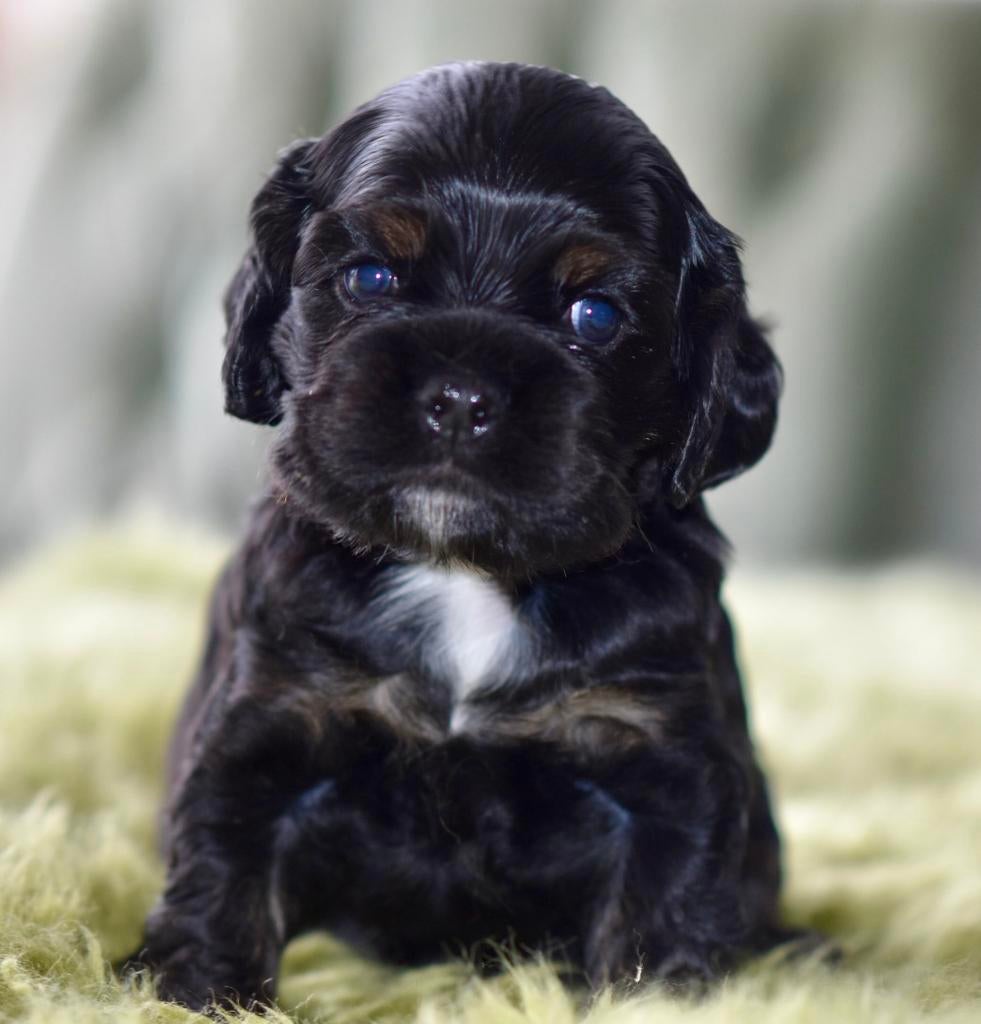 Lieve Amerikaanse Cockerspaniel puppen, Parvo, Reu, 8 tot 15 weken, Meerdere