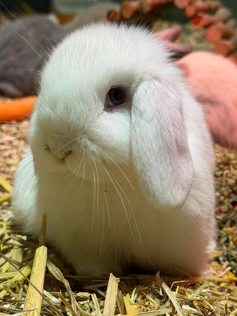 Gecastreerd minilop konijn -> 12 weken oud, Dieren en Toebehoren, Konijnen, Dwerg, Hangoor, 0 tot 2 jaar