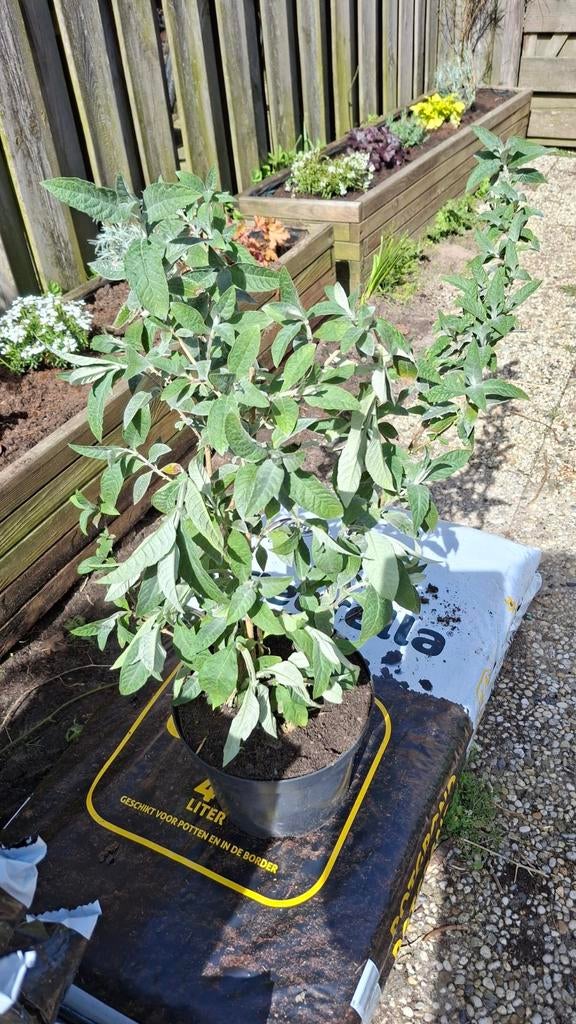 Mooie volle vlinderstruik, Ophalen, Overige soorten, Volle zon