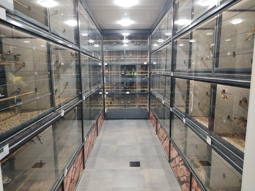 Bleekkop Rosella l Broedkoppel, Meerdere dieren, Parkiet, Geringd