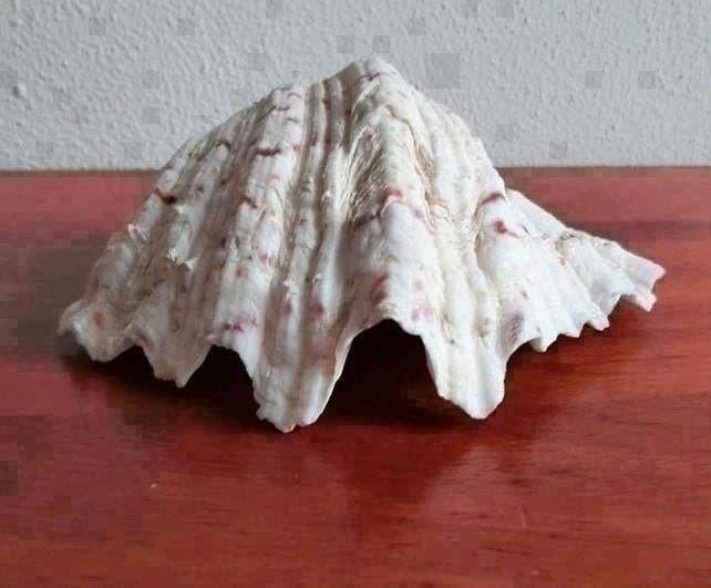 Doopvontschelp, Ophalen of Verzenden