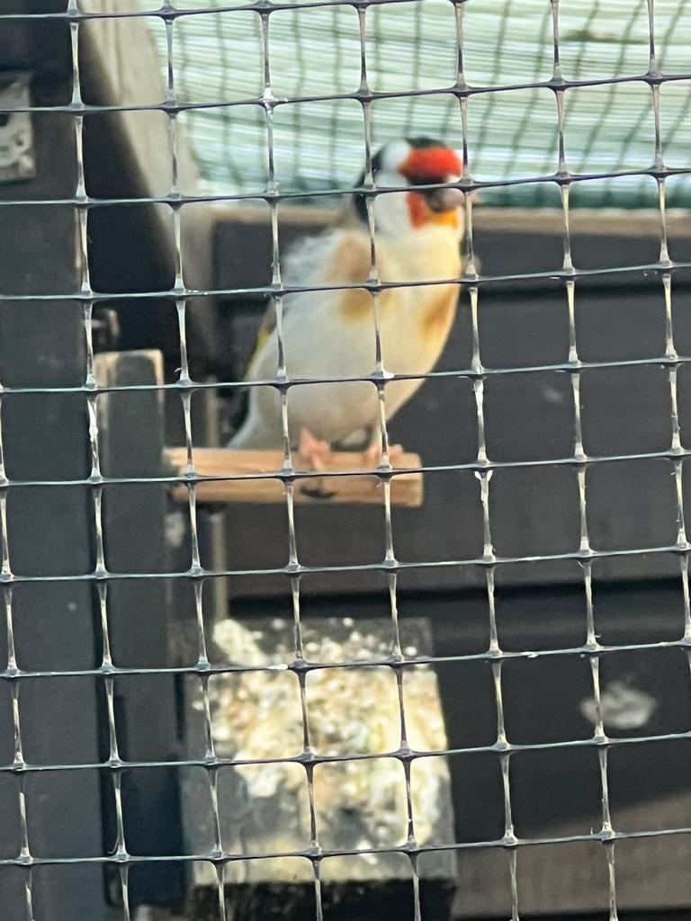 majoorputter man 100€, Dieren en Toebehoren, Mannelijk, Wildzangvogel