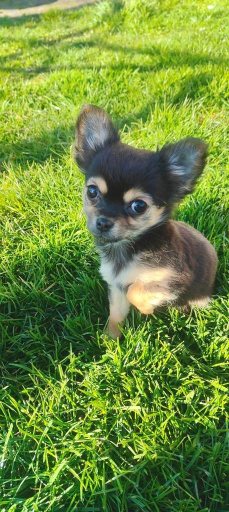 Minie Boomer pups chihuahua mix  (teefje), Dieren en Toebehoren, Parvo, Nederland, Overige rassen, 8 tot 15 weken
