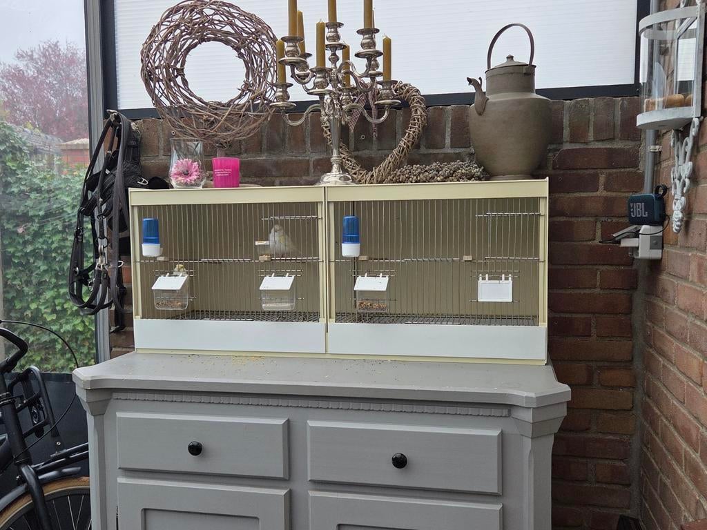 Kanaries, Meerdere dieren, Kleurkanarie