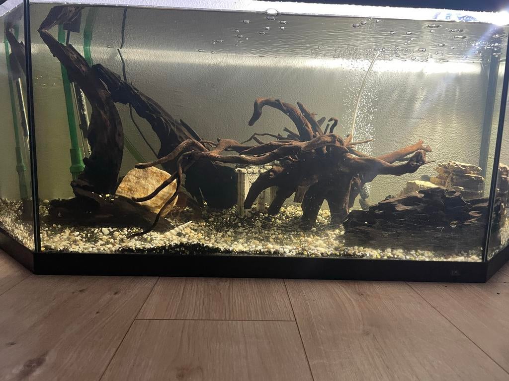 Aqarium vissen opvang, Vis