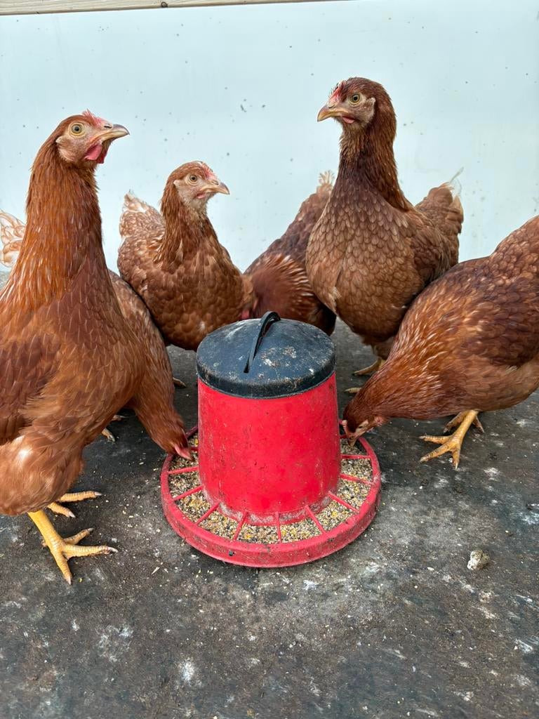 Lohmann legkip - legkippen - leghen - hennen, Dieren en Toebehoren, Pluimvee, Vrouwelijk, Kip