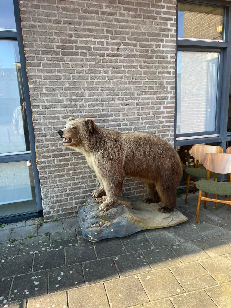 Taxidermie Canadese Grizzly beer + documenten 2023, Ophalen of Verzenden, Zo goed als nieuw, Overige soorten, Opgezet dier