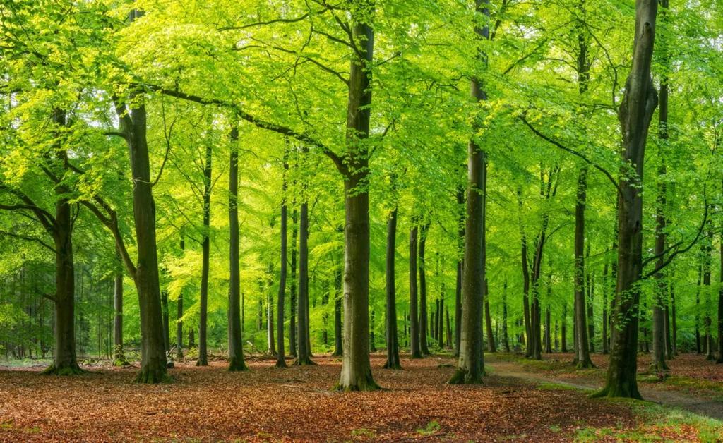 gevraagd bosperceel bosgrond omgeving midden-limburg, Ophalen of Verzenden