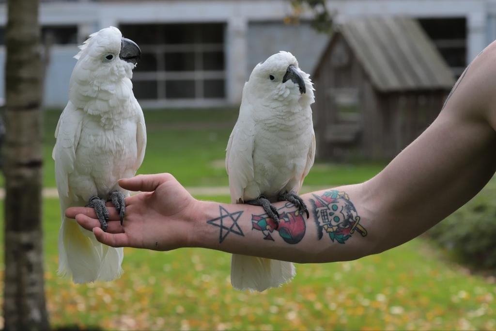 Kunt u niet langer voor uw vogel zorgen? Wij helpen u graag!, Dieren en Toebehoren, Meerdere dieren, Papegaai, Geringd