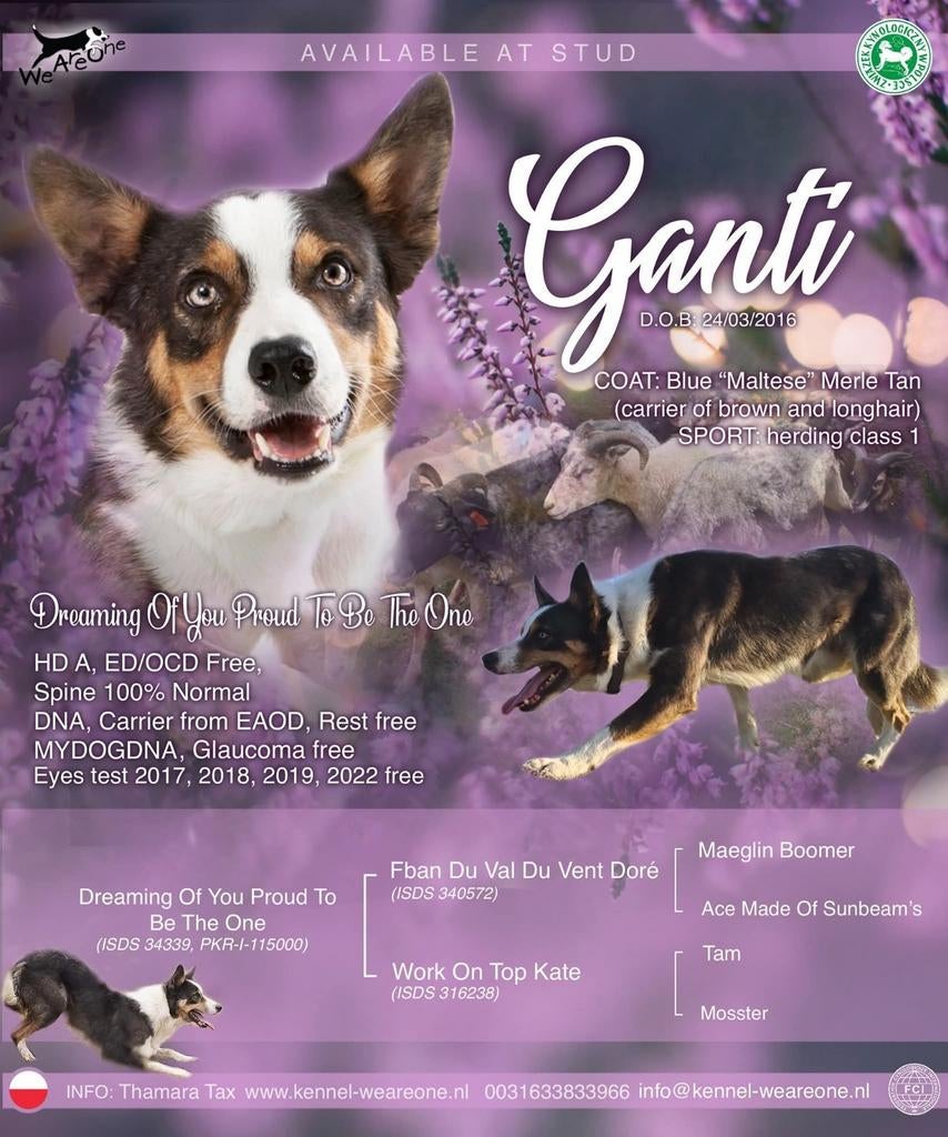 Border Collie met FCI stamboom ter dekking (niet tekoop), 6 jaar of ouder, België, Particulier, Reu