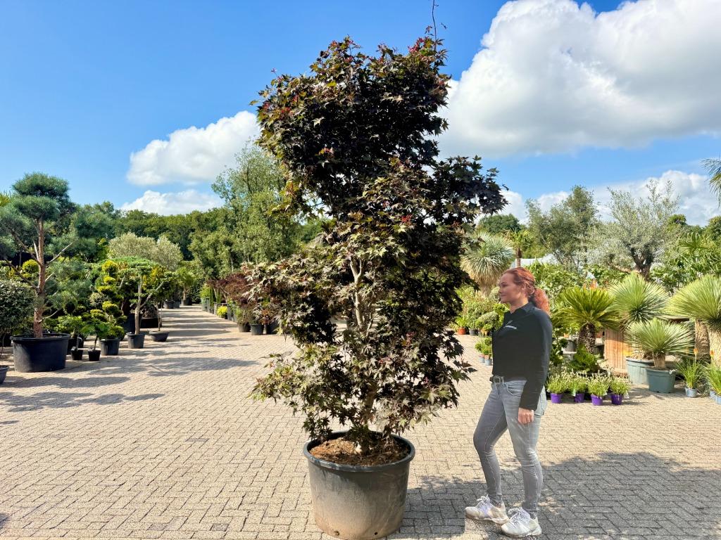 Acer palmatum Bloodgood - Japanse esdoorn 260/280 cm te koop, In pot, Bloeit niet, Halfschaduw, 250 tot 400 cm