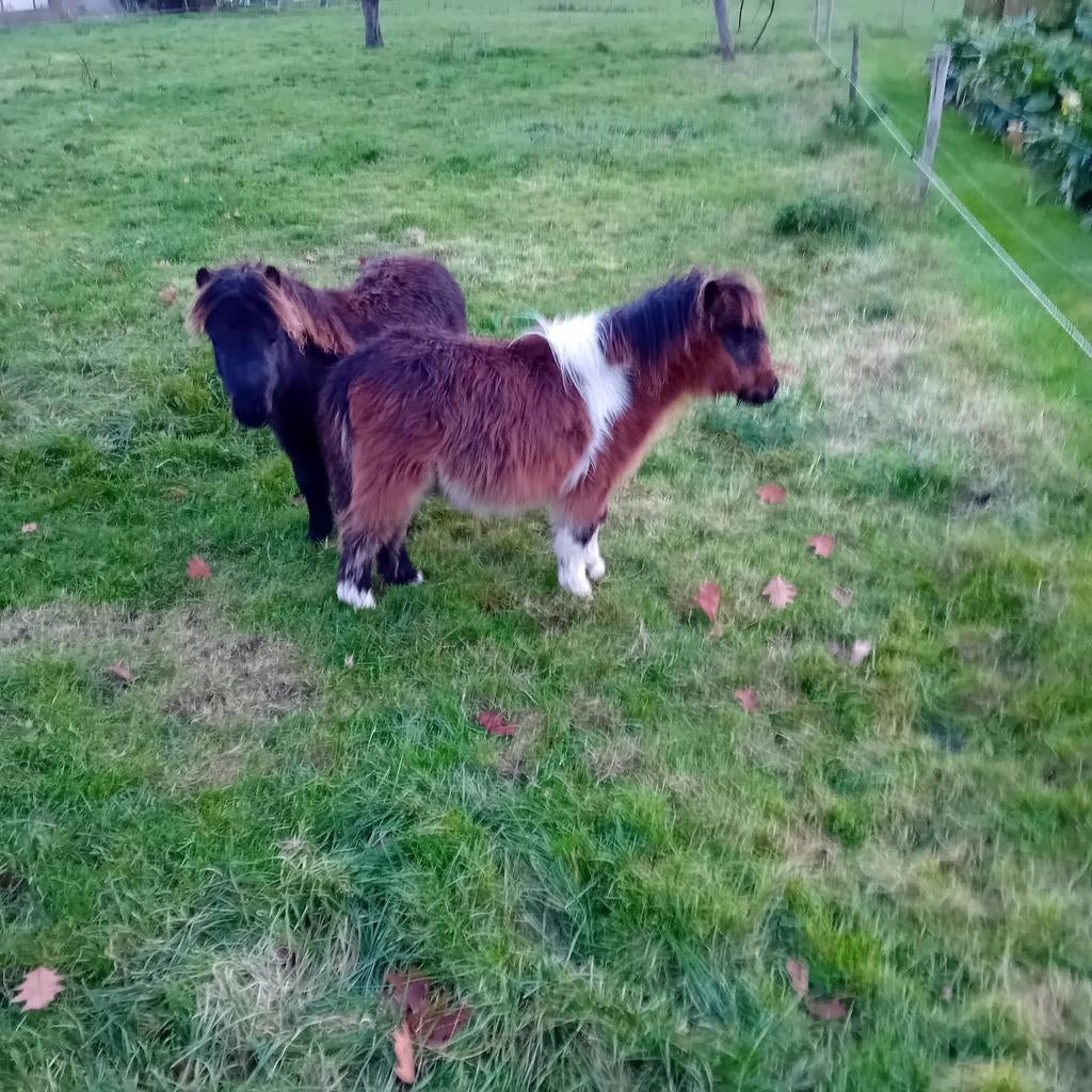 Diverse Shetlanders, Dieren en Toebehoren, Pony's, Hengst, A pony (tot 1.17m), 0 tot 2 jaar