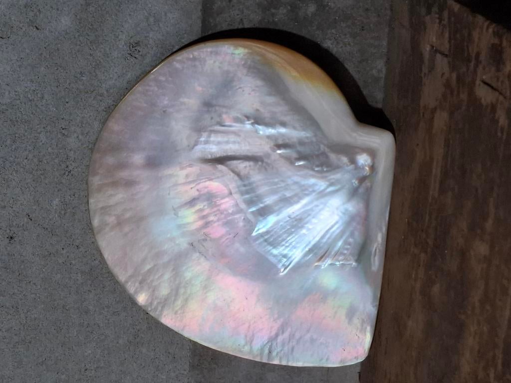 Mother of pearl schelp xl, Ophalen of Verzenden, Schelp(en)