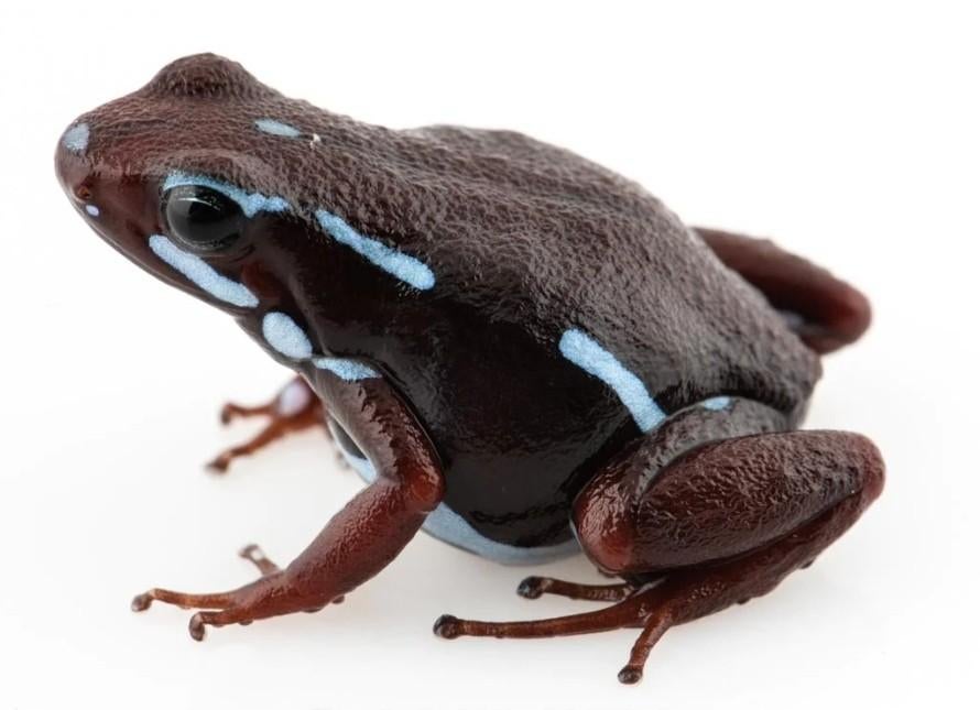 Epipedobates anthonyi tricolor, Dieren en Toebehoren, Reptielen en Amfibieën