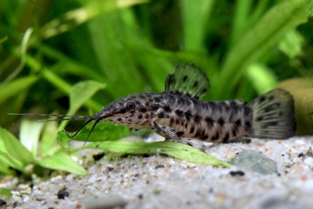 Hoplosternum thoracatum - Gevlekte pantsermeerval - Koidream, Vis, Zoetwatervis
