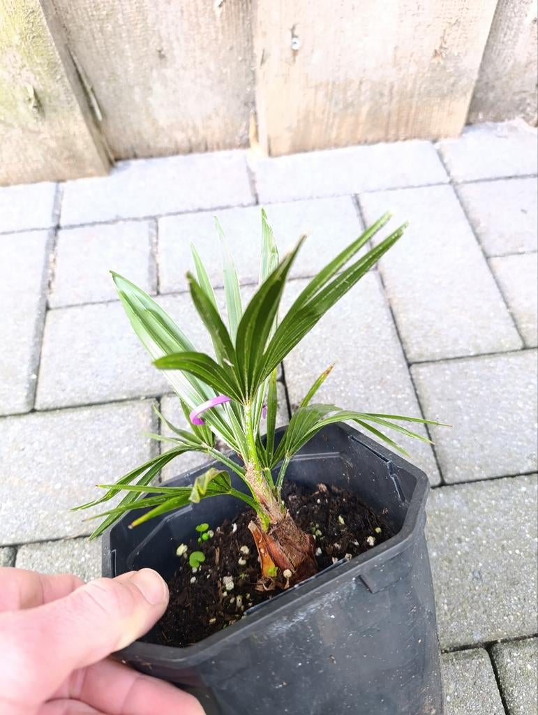 Trachycarpus princeps x Fortunei, Tuin en Terras, Ophalen of Verzenden, Overige soorten, Volle zon