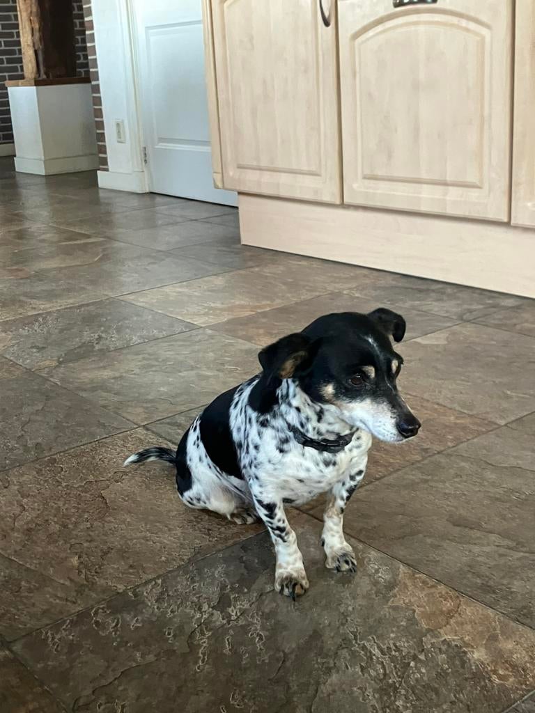 Moeder en zoon jack Russel Boerenfox, Parvo, Meerdere, Meerdere dieren, Klein