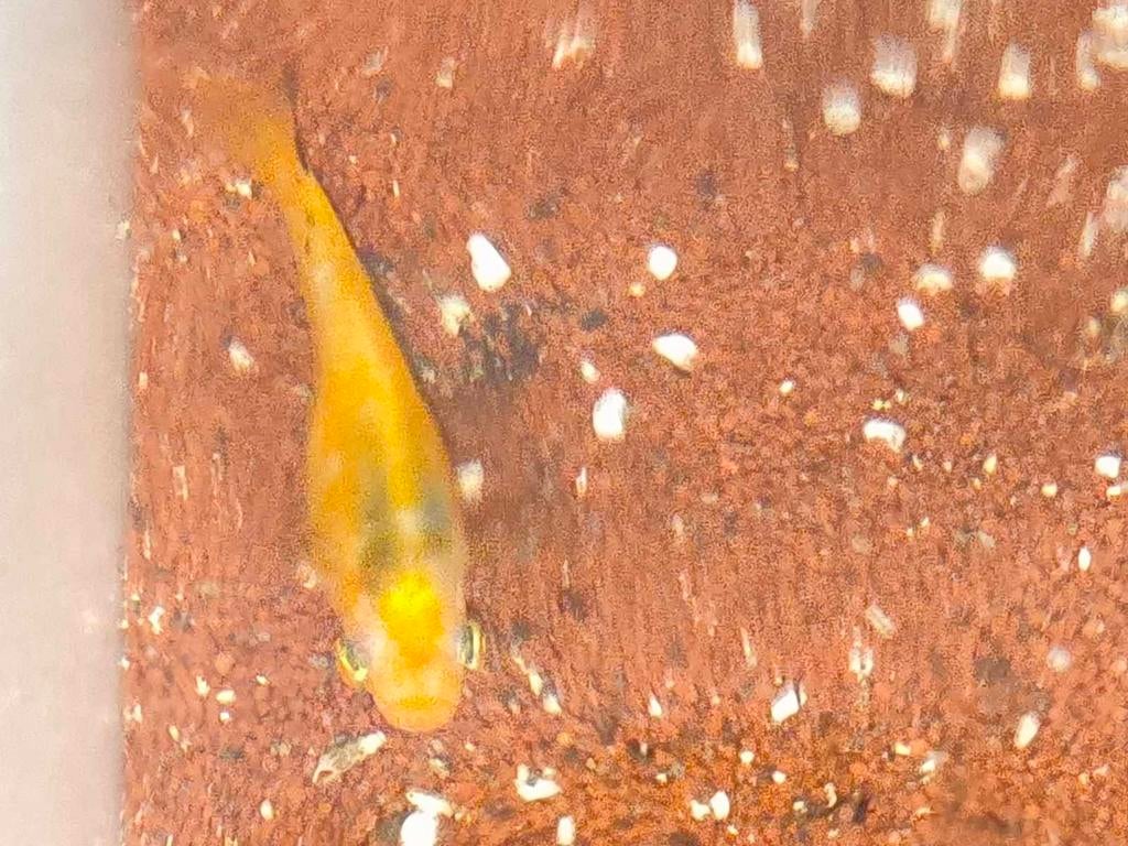 Gratis: 1 vis uit ons aquarium., Dieren en Toebehoren, Vis, Zoetwatervis