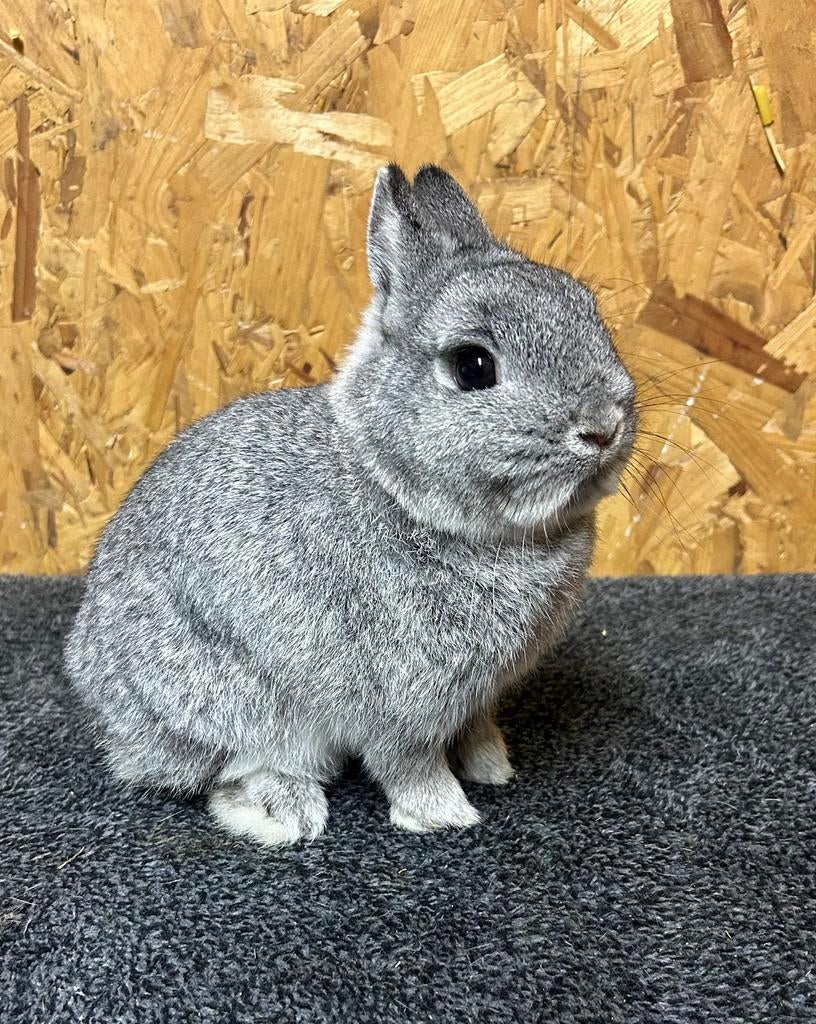 Rasechte Kleurdwerg Chinchilla Man Jong (dwergkonijn), Dieren en Toebehoren, Konijnen, Mannelijk, Dwerg, 0 tot 2 jaar