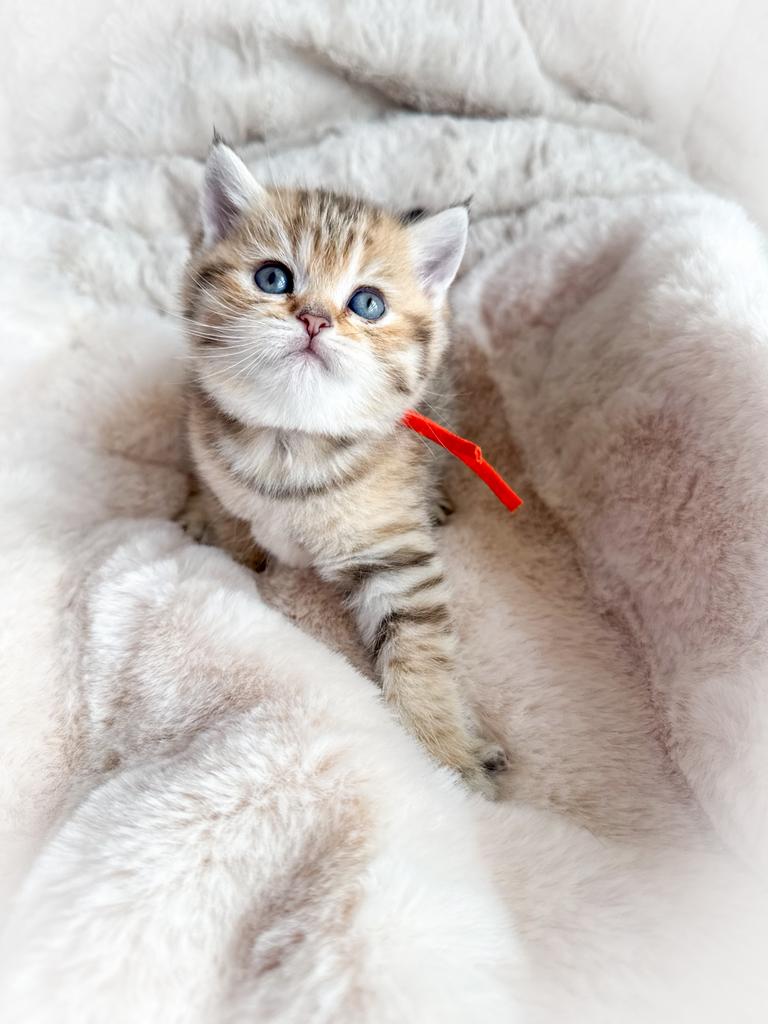 Britse korthaar kittens black golden met stamboom + garantie, Meerdere dieren, Met stamboom