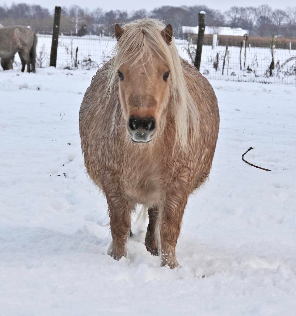 Super lief mini paardje Nala zoekt een goed thuis!, Merrie