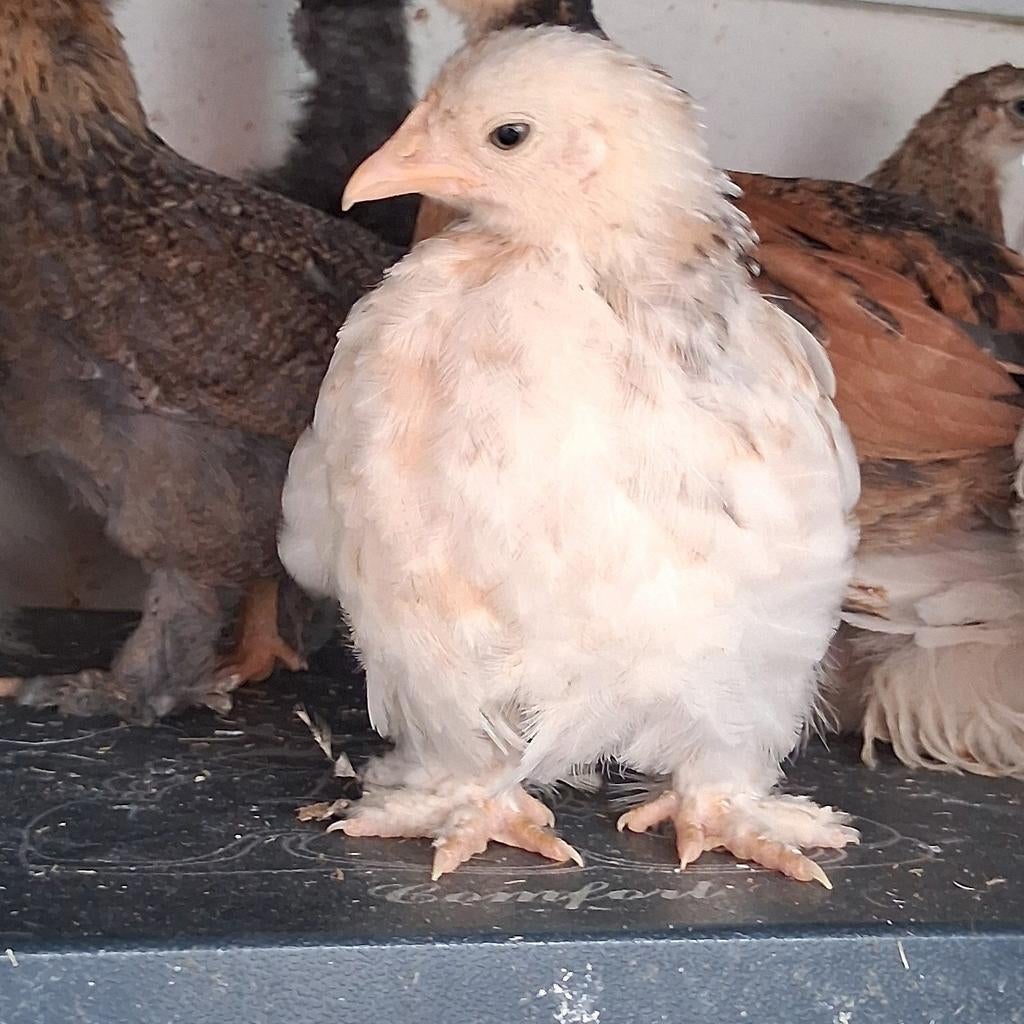 Cochin kriel hennetjes, Dieren en Toebehoren, Pluimvee, Vrouwelijk, Kip