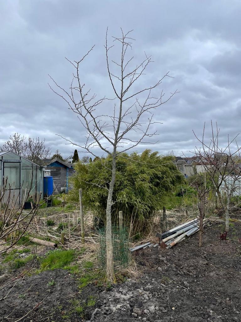 Ginkgo Biloba - Japanse Tempelboom (20 jaar), Overige soorten, Lente, 250 tot 400 cm, Ophalen