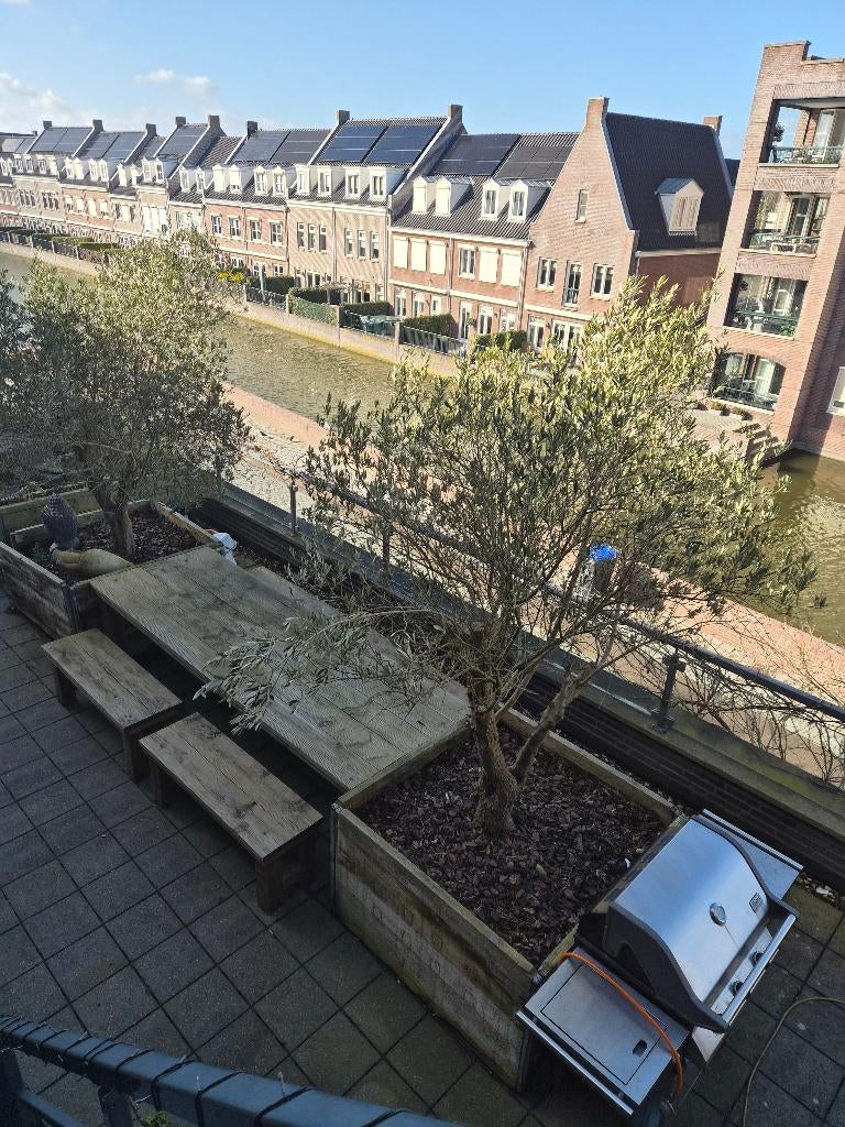 "Gratis"  2 grote olijfbomen, Ophalen, Gebruikt