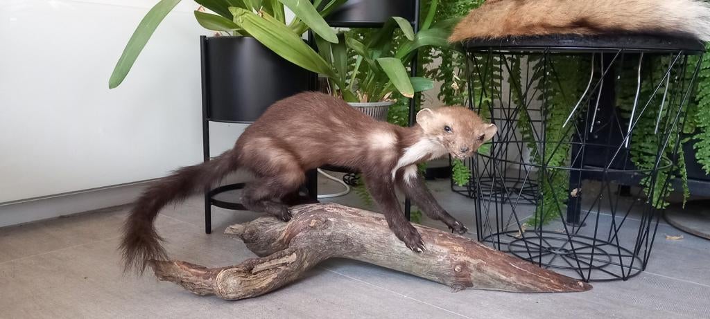 Opgezette Steenmarter - Uniek Stuk voor Mancave/Kabinet, Ophalen of Verzenden, Gebruikt