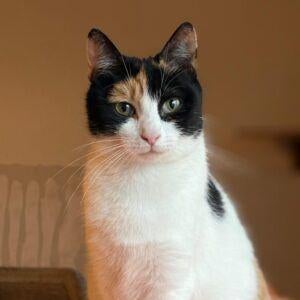 Lila, Dieren en Toebehoren, Katten en Kittens | Overige Katten, Kortharig, Poes, 3 tot 5 jaar