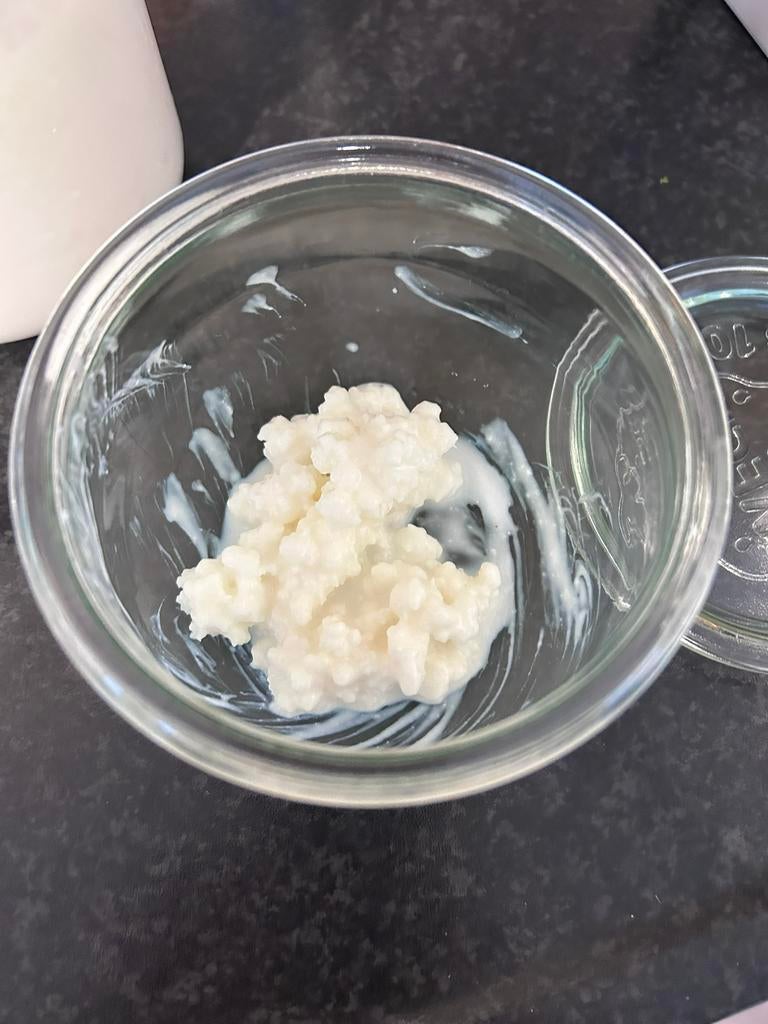 Melkkefir korrels, Diversen, Ophalen