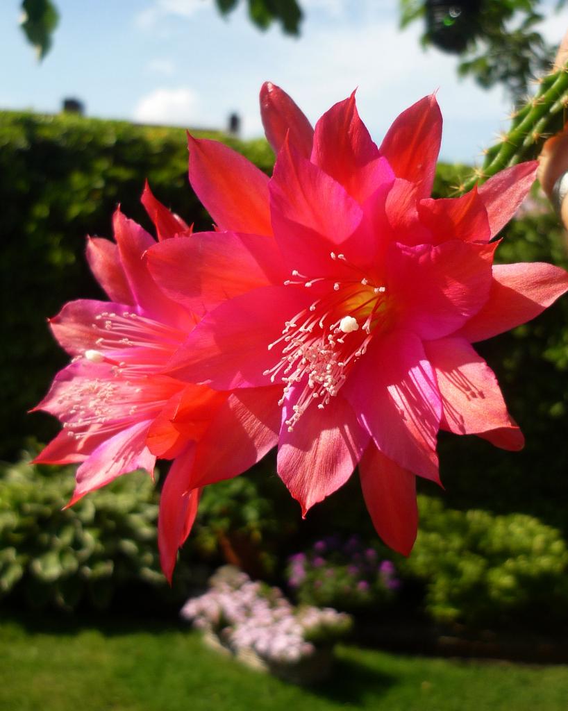 cactus - rattenstaart - Aporocactus MALLISONII, Verzenden, Cactus, Volle zon, Minder dan 100 cm