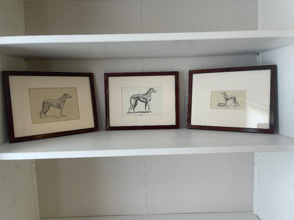 prenten van windhonden, Ophalen of Verzenden, Zo goed als nieuw, Dier