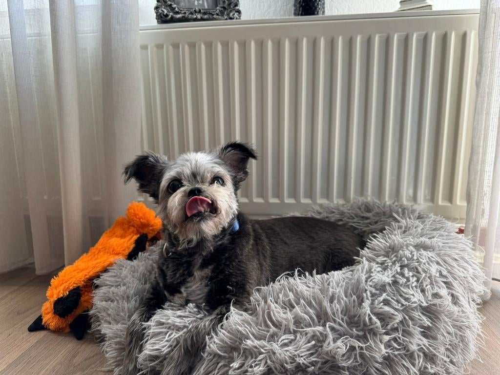 Goed te huis gezocht voor gucci, Dieren en Toebehoren, 6 jaar of ouder, Teef, Eén hond, Chihuahua