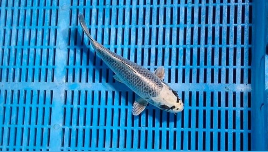 11x Prachtige Japanse koi collectie zie foto''s, Karper of Koi