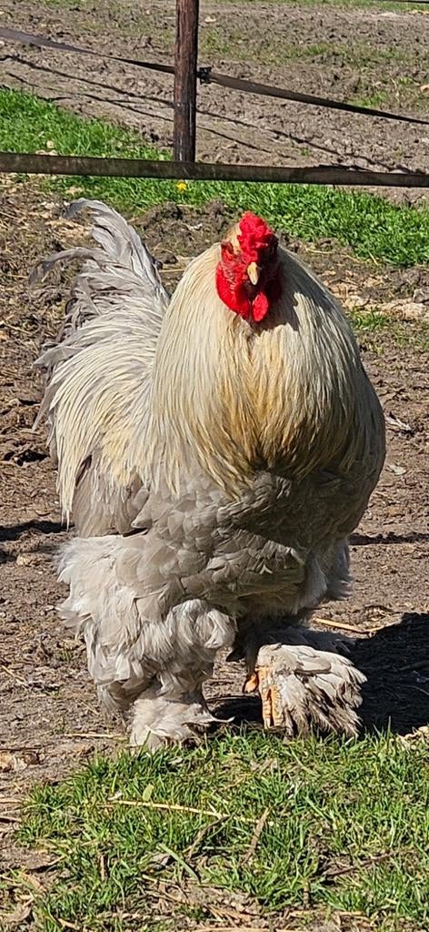 Mooie isabel brahma haan 10 maanden oud, Dieren en Toebehoren, Mannelijk, Kip