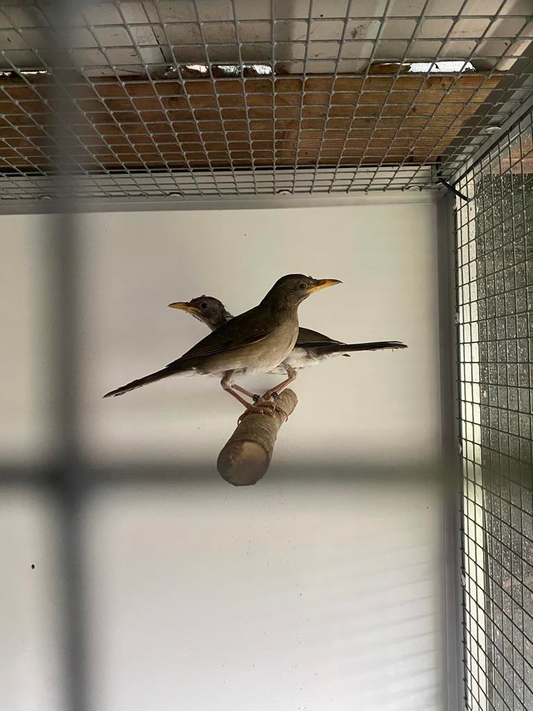 Afrikaanse lijsters, Meerdere dieren, Geringd