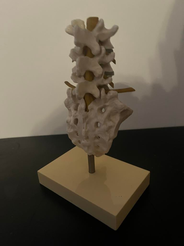 Anatomische modellen: knie, elleboog, wervelkolom, Gebruikt, Anatomweg, Info@anatomie.com, Ophalen of Verzenden