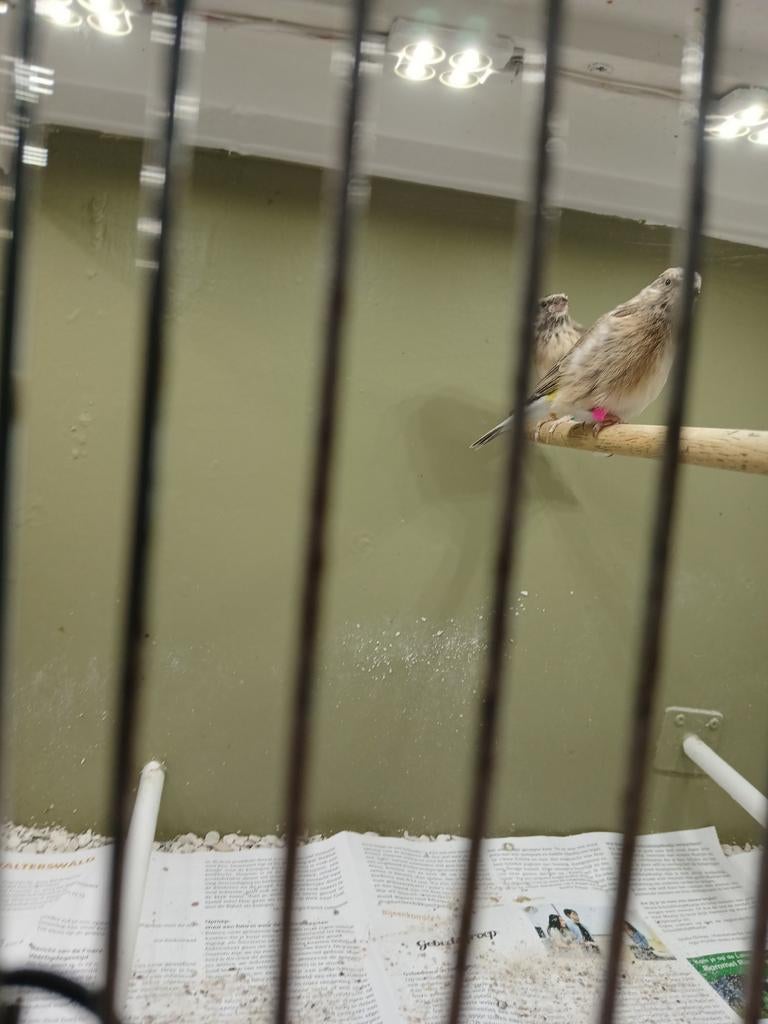 Zwartkeel geelstuit edelzangers poppen gezocht, Dieren en Toebehoren, Vogels | Overige Vogels, Vrouwelijk