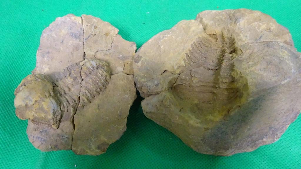 Fossielen diversen., Ophalen of Verzenden, Fossiel