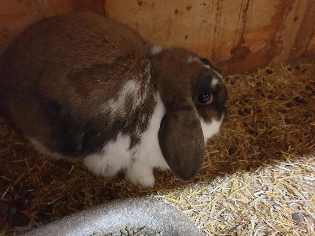 Hangoor konijnen, Dieren en Toebehoren, Konijnen, Meerdere dieren, Hangoor