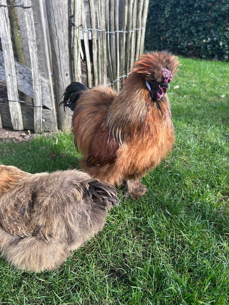 Lieve, mooie USA zijdehoen haan, Dieren en Toebehoren, Pluimvee, Mannelijk, Kip