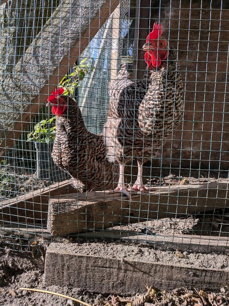 2 mooie kippen, Dieren en Toebehoren, Pluimvee, Vrouwelijk, Kip