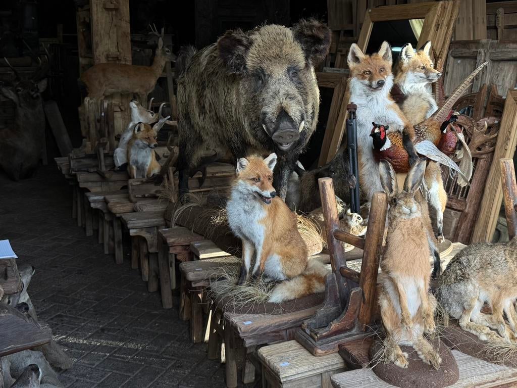 Opgezet wild opgezette taxidermie veluwe vos zwijn hert ree, Ophalen, Nieuw, Hert, Opgezet dier