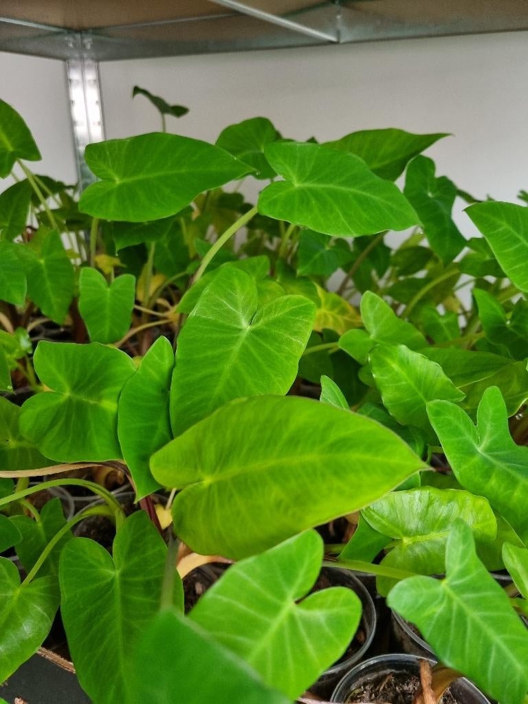 tayerblad , antroewa, caroline reaper etc, Volle zon, Groenteplanten, Eenjarig, Ophalen of Verzenden